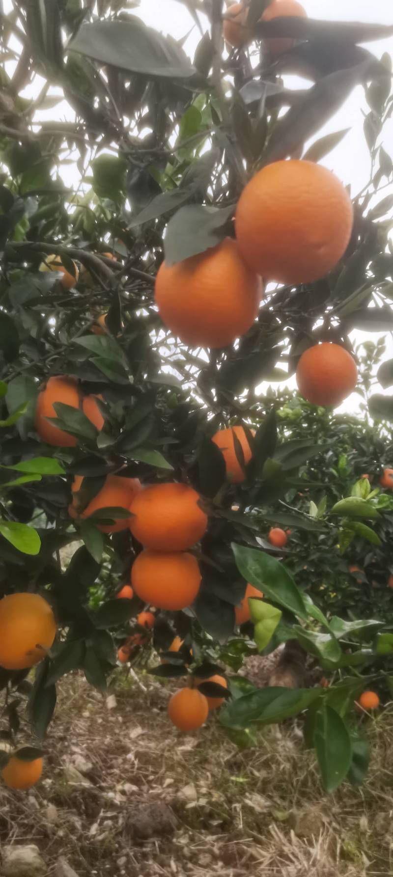 奉节脐橙，重庆基地发货，量大从优，诚信经营，欢迎来电