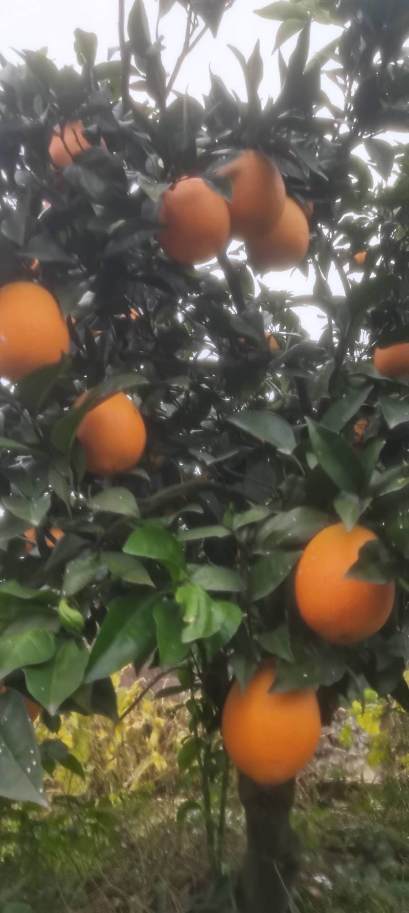 奉节脐橙，重庆基地发货，量大从优，诚信经营，欢迎来电