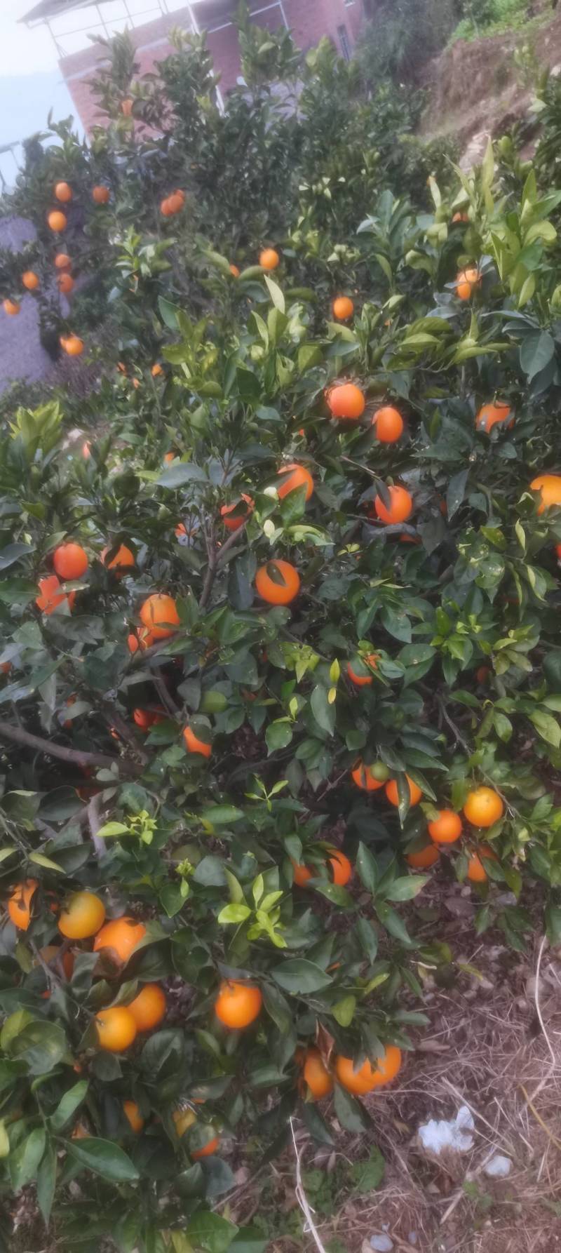 奉节脐橙，重庆基地发货，量大从优，诚信经营，欢迎来电
