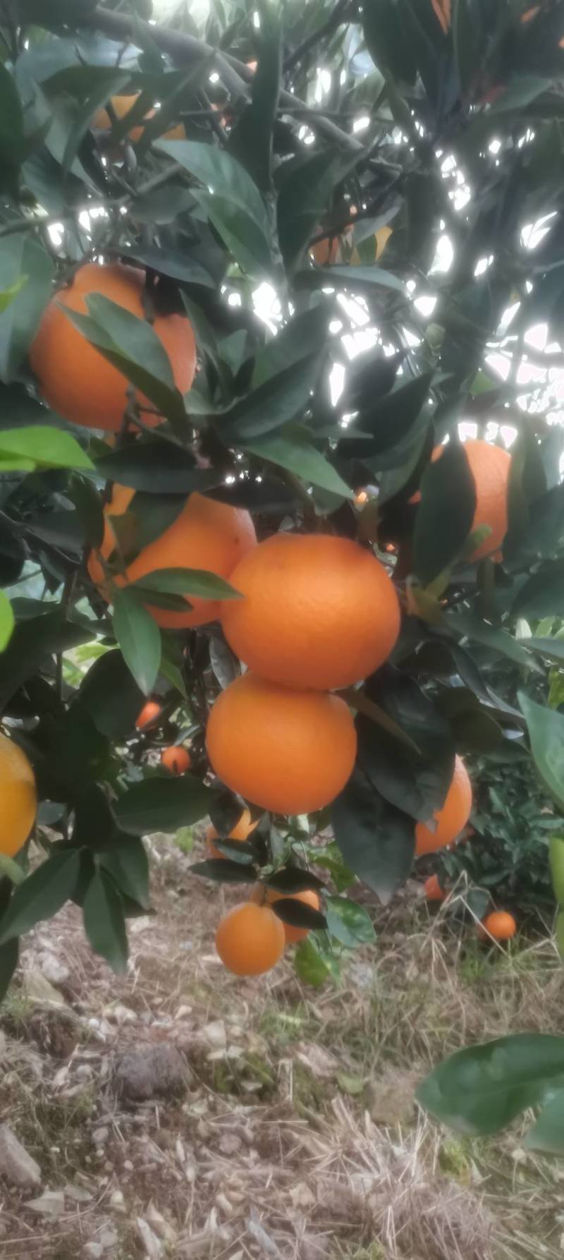 奉节脐橙，重庆基地发货，量大从优，诚信经营，欢迎来电