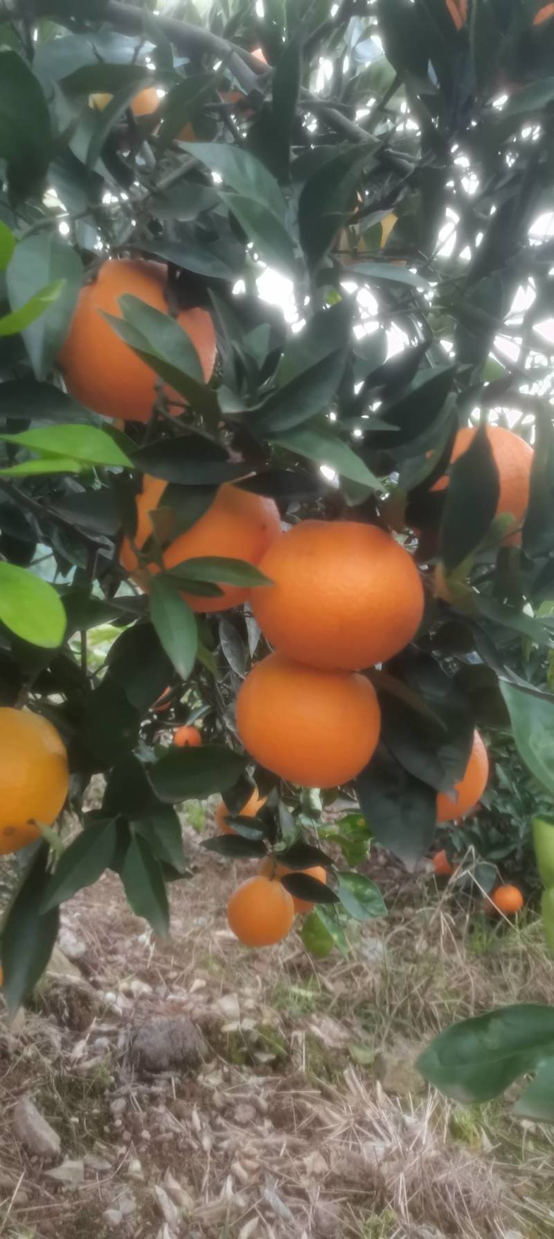 奉节脐橙，重庆基地发货，量大从优，诚信经营，欢迎来电
