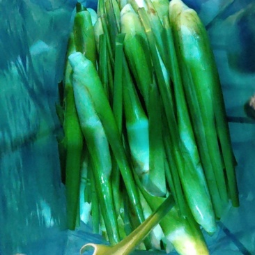 尾期现割茭白，白度好，耐存储