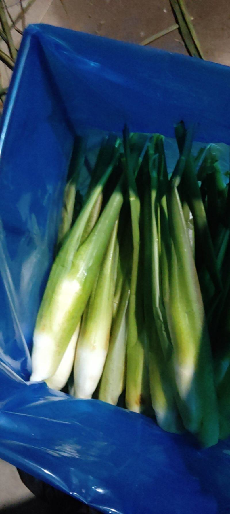 尾期现割茭白，白度好，耐存储