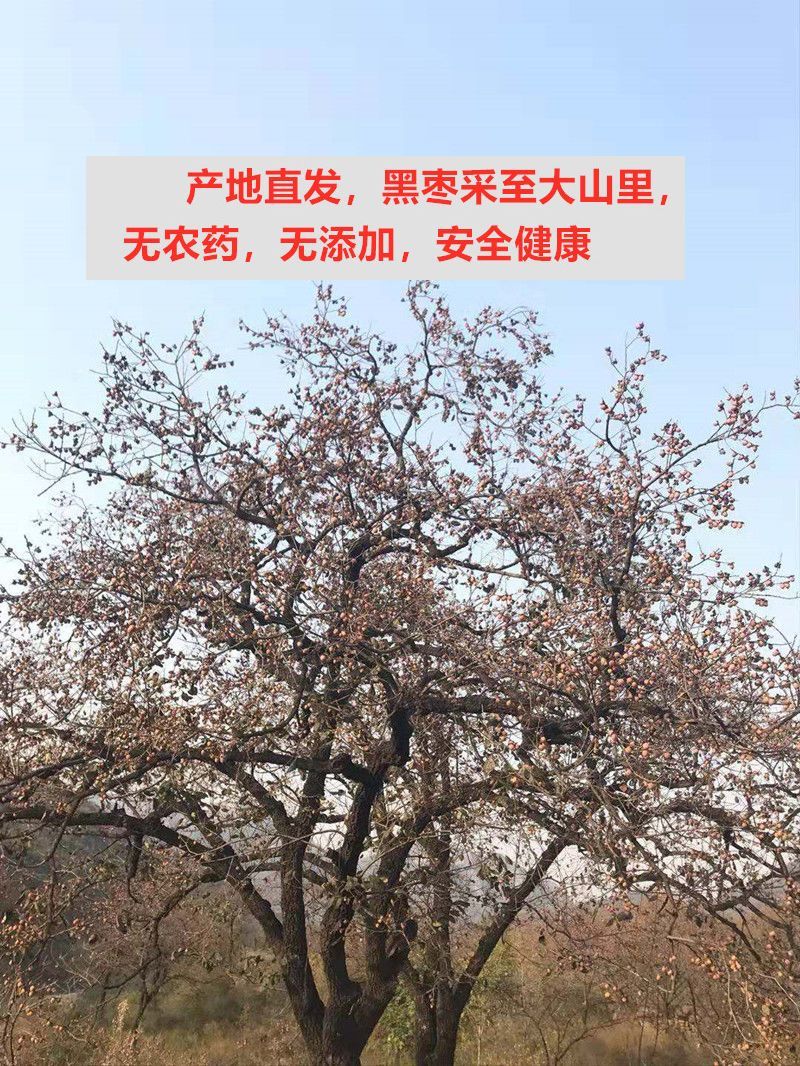 无核黑枣涉县黑枣今年新货到手可用支持一件代发