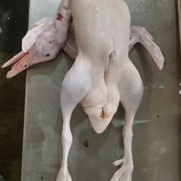 雁鹅