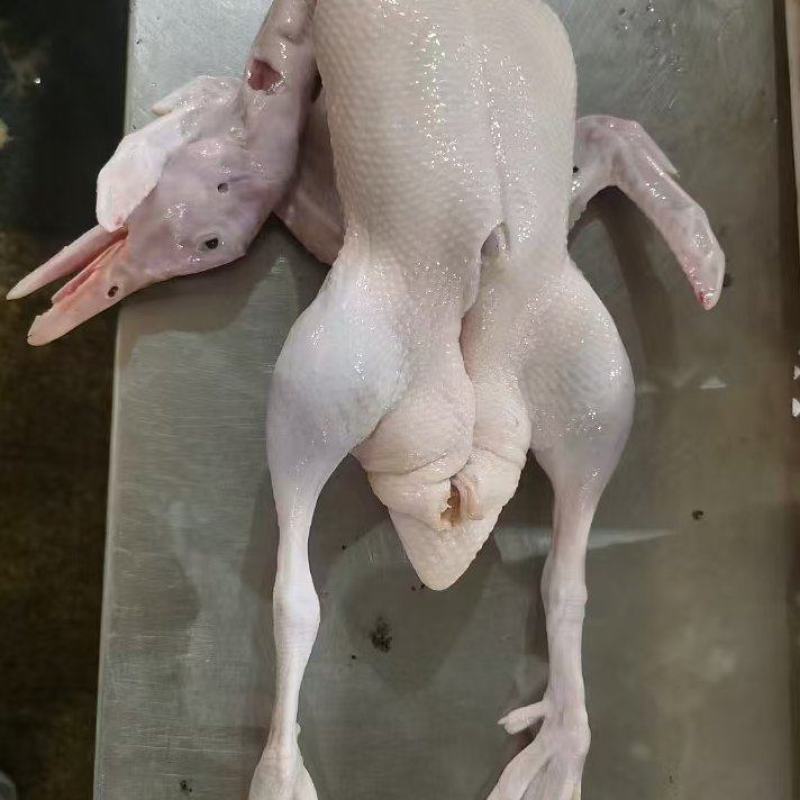 雁鹅