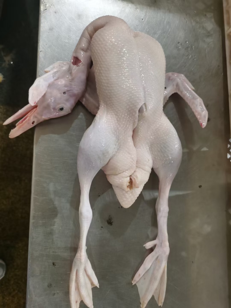雁鹅