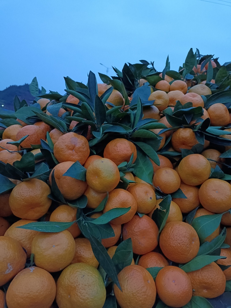 武当蜜桔