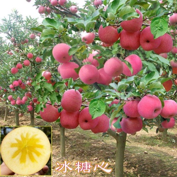 冰糖心苹果树苗，基地直发，假一赔十，签约合同种植保证结果