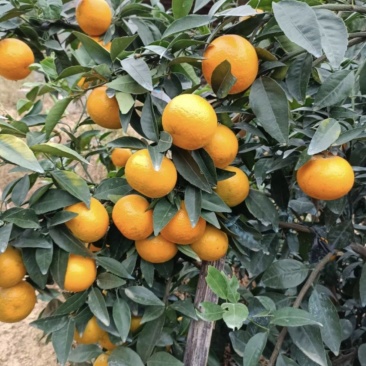 广西沃柑，大量上市，果面干净，个头好，千亩基地。