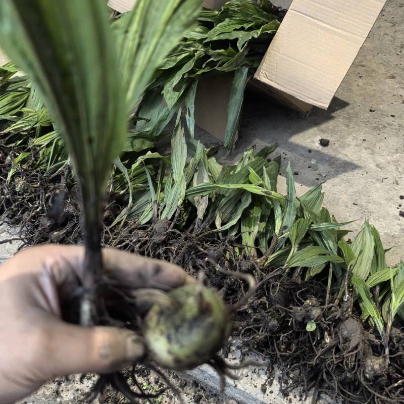 毛慈菇种苗