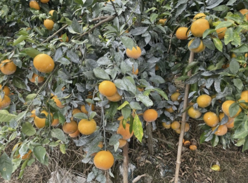 广西沃柑，大量上市，果面干净，个头好，千亩基地。
