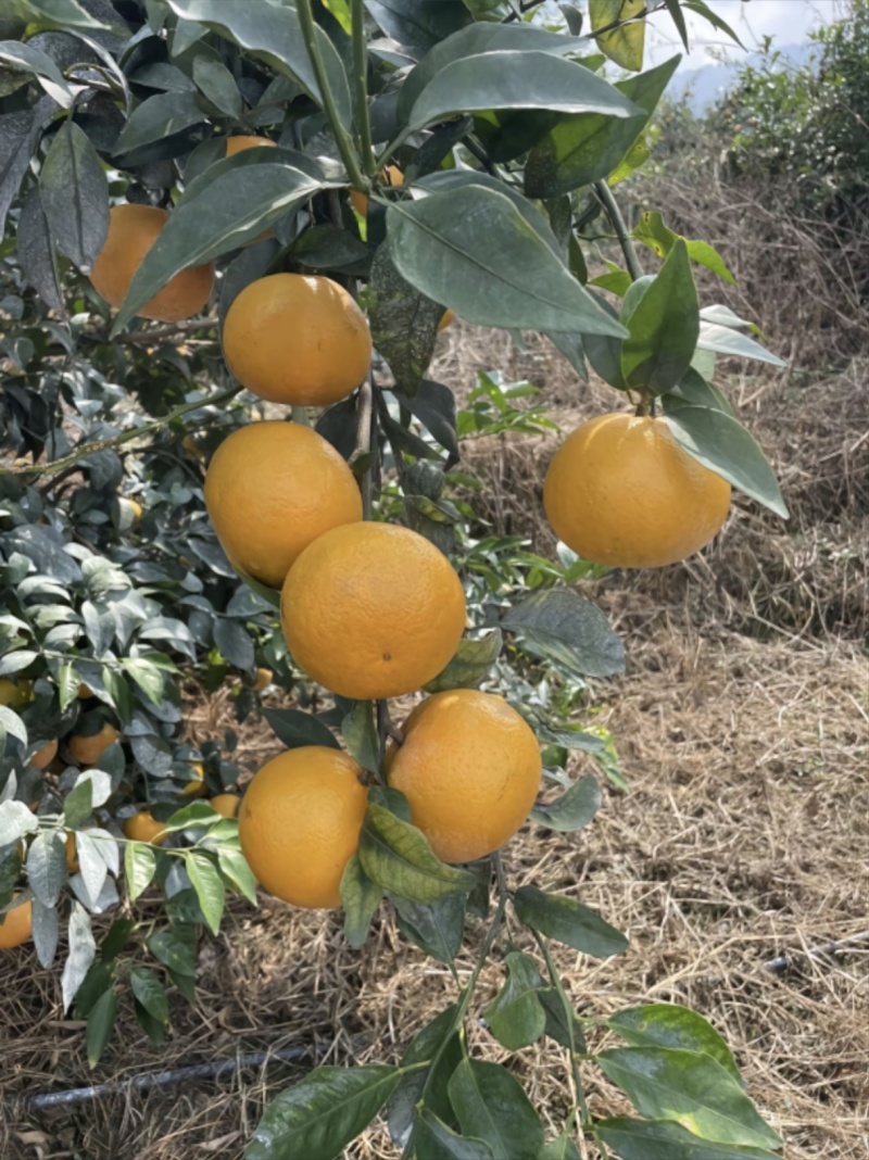 广西沃柑，大量上市，果面干净，个头好，千亩基地。