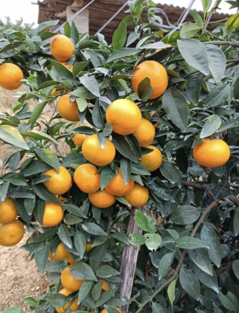 广西沃柑，大量上市，果面干净，个头好，千亩基地。