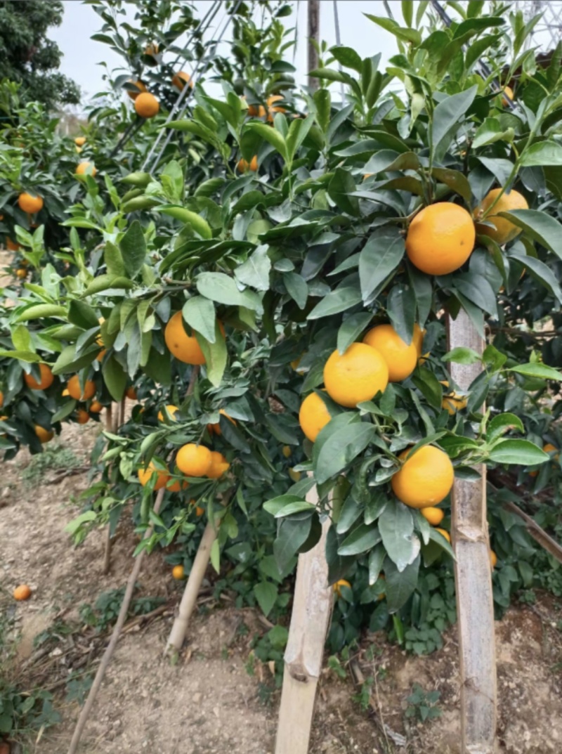广西沃柑，大量上市，果面干净，个头好，千亩基地。