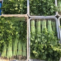 南通精品香芹批发，长期有货