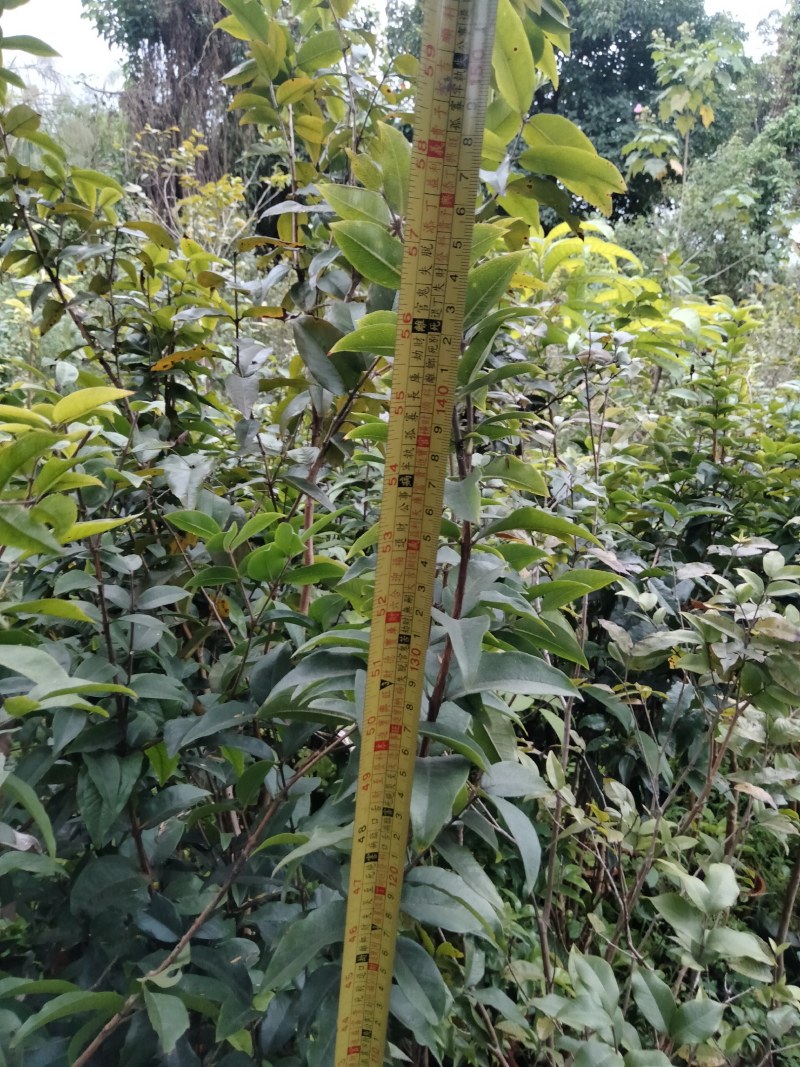 艾斯卡嘉宝果树葡萄头径1.8-2.4公分，袋苗大部分都有