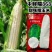 中鲜糯868玉米种子大棒鲜食白糯玉米甜味糯玉米种子抗病