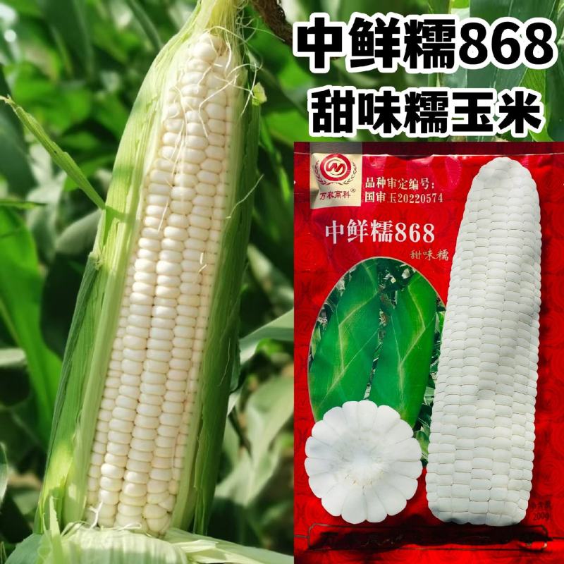 中鲜糯868玉米种子大棒鲜食白糯玉米甜味糯玉米种子抗病