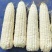 中鲜糯868玉米种子大棒鲜食白糯玉米甜味糯玉米种子抗病