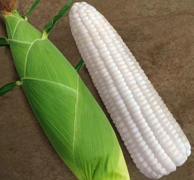 中鲜糯868玉米种子大棒鲜食白糯玉米甜味糯玉米种子抗病
