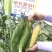 申科甜811甜玉米种子早熟大棒水果玉米种子生吃鲜食玉米种