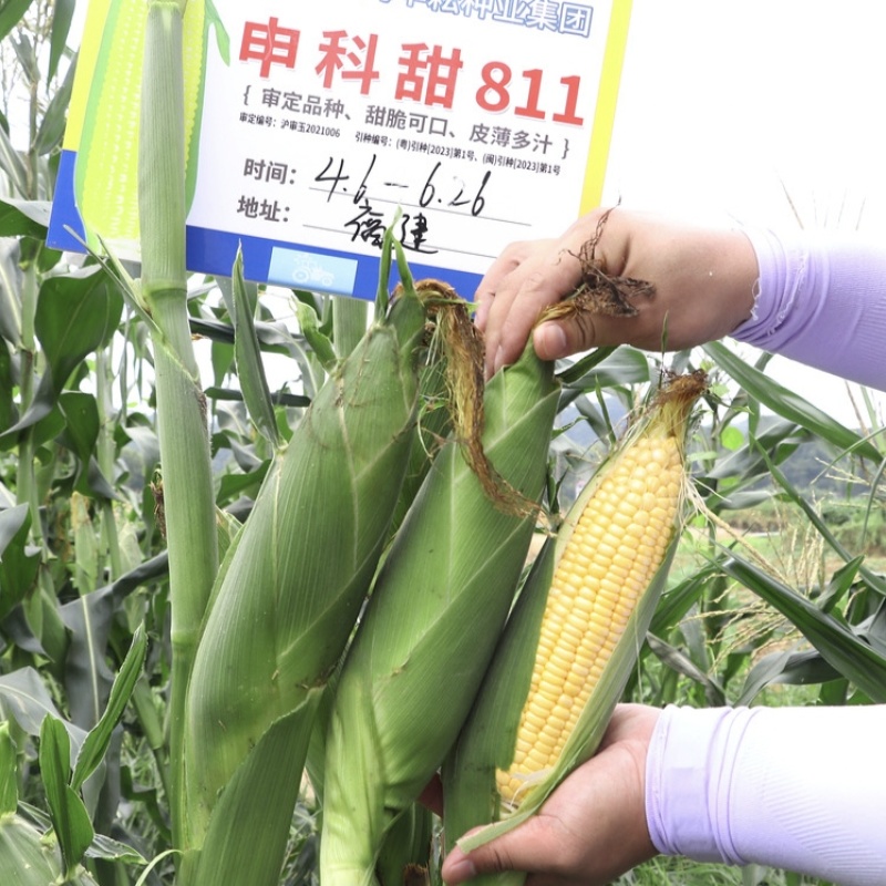 申科甜811甜玉米种子早熟大棒水果玉米种子生吃鲜食玉米种