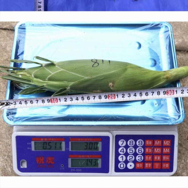 申科甜811甜玉米种子早熟大棒水果玉米种子生吃鲜食玉米种