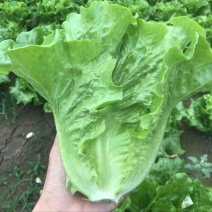 精品生菜大量上市