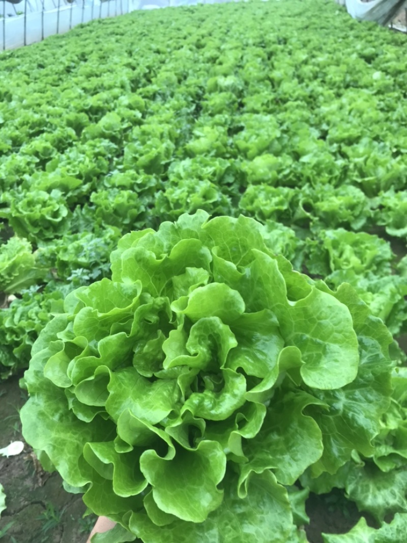 精品生菜大量上市