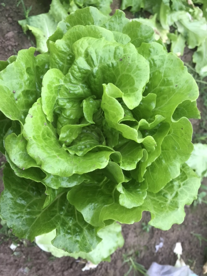 精品生菜大量上市