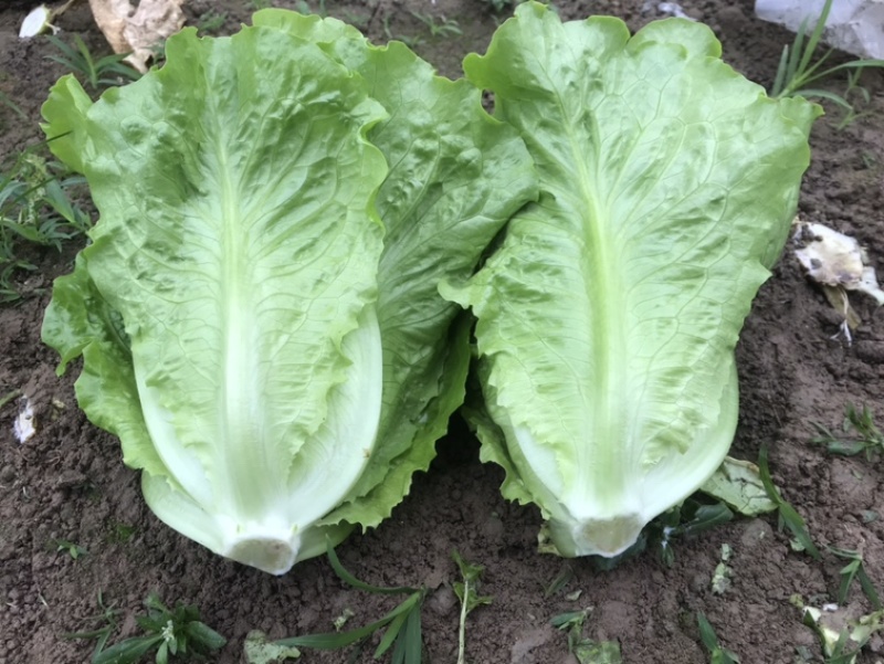 精品生菜大量上市