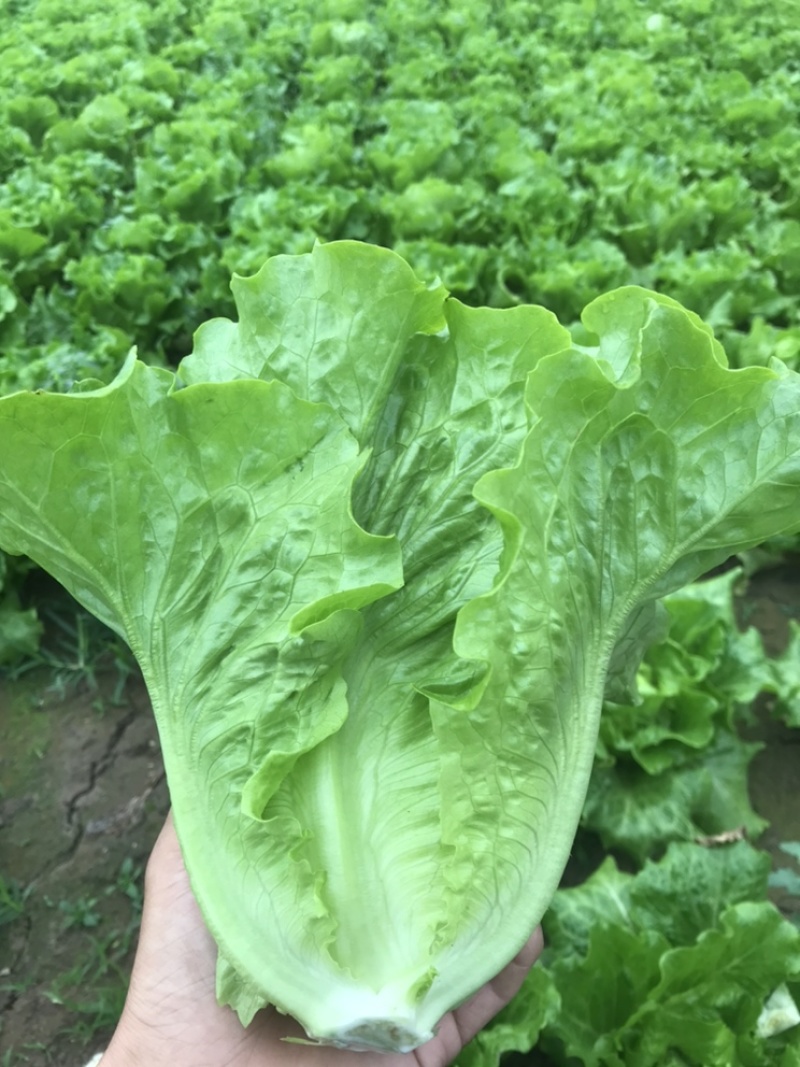 精品生菜大量上市