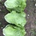 精品生菜大量上市