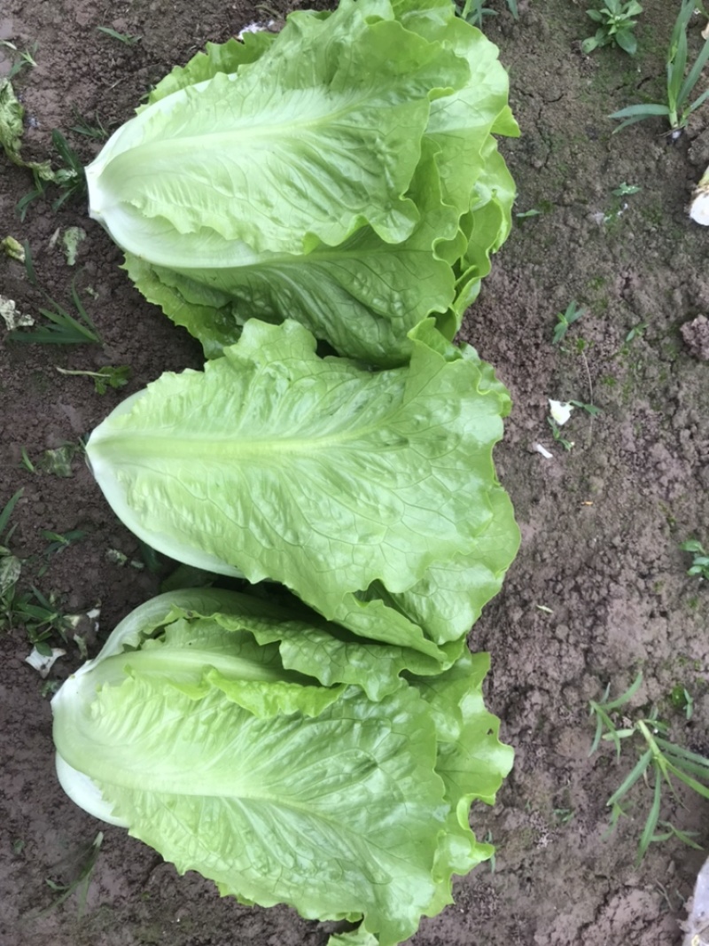 精品生菜大量上市