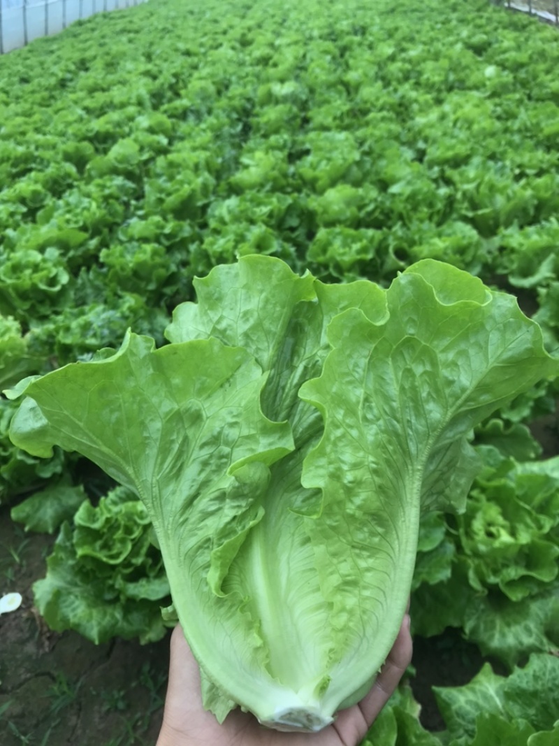 精品生菜大量上市