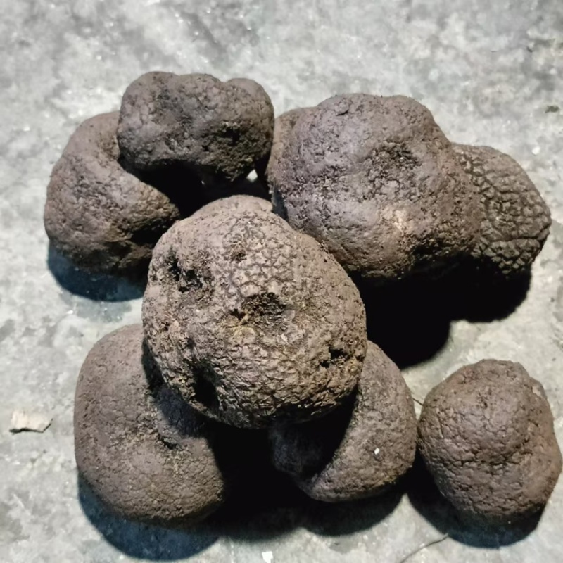 野生黑松露大量供应一手货源品质保证欢迎各地老板选购