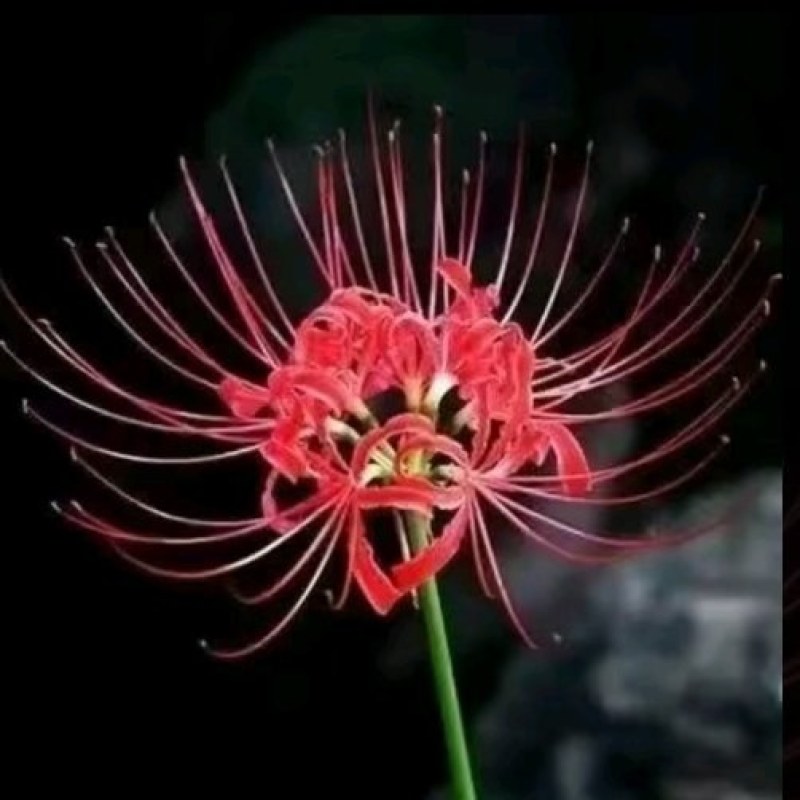 石蒜