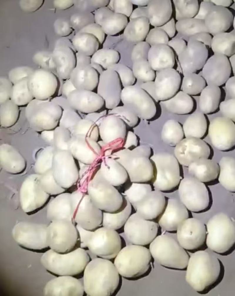 黄皮黄心