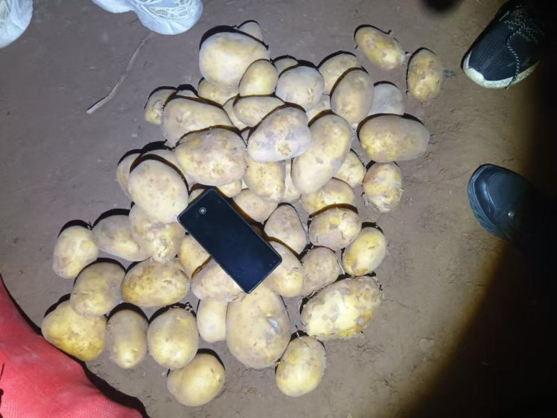 黄皮黄心