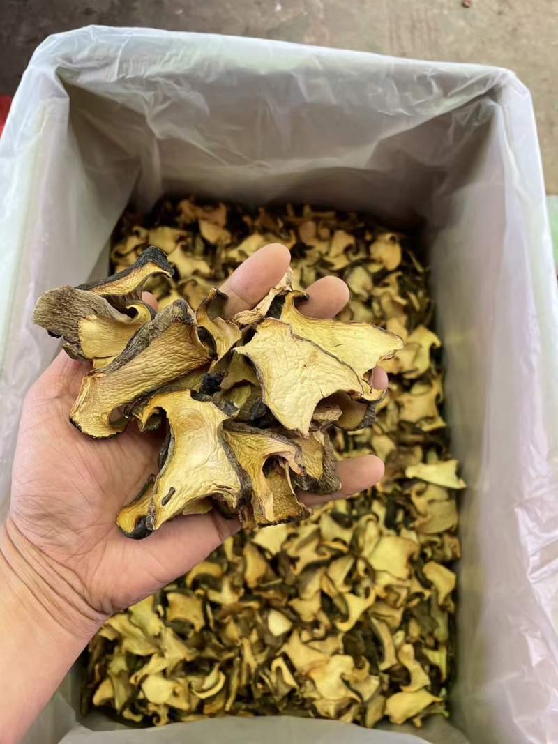 云南精品黑牛肝菌