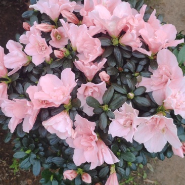 小桃红杜鹃花