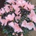 小桃红杜鹃花