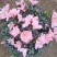 小桃红杜鹃花