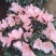 小桃红杜鹃花
