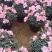 小桃红杜鹃花