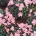 小桃红杜鹃花