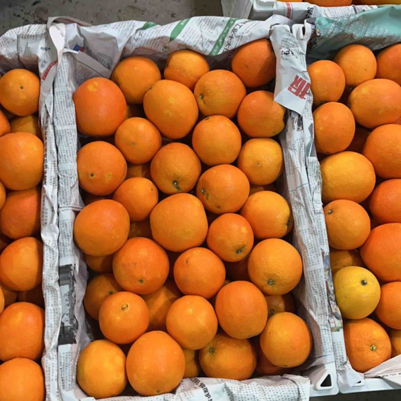 湖北宜昌枝江市纽荷尔脐橙大量上市中，口感纯甜