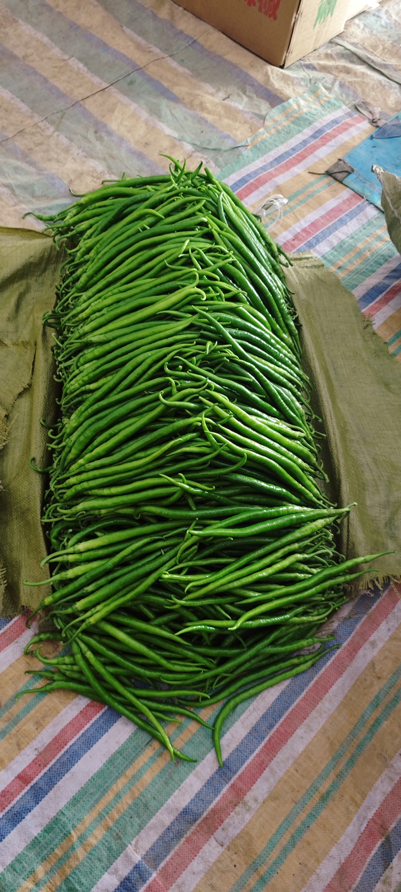 夏邑县大棚线椒大量上市基地一手货源，大量有货