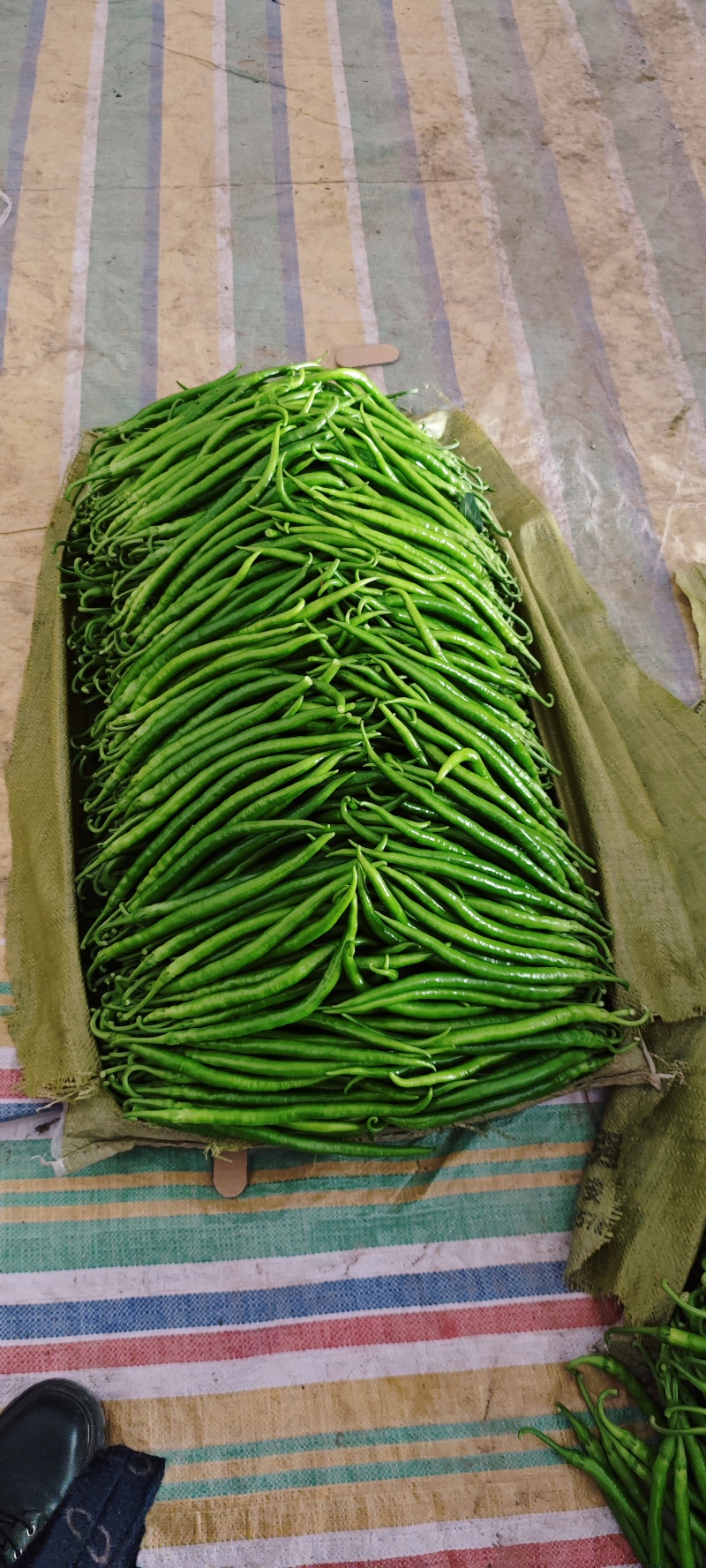 夏邑县大棚线椒大量上市基地一手货源，大量有货